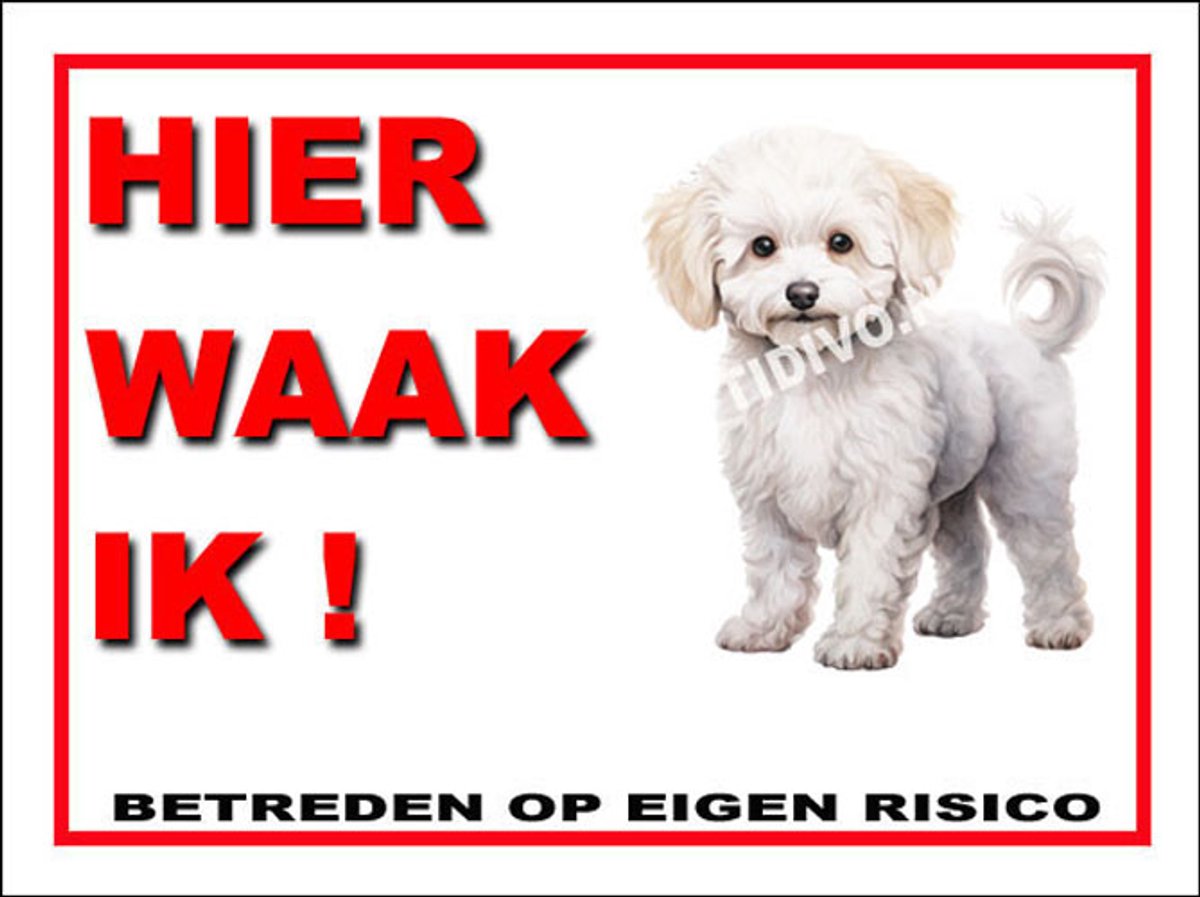 Bichon frisé 3