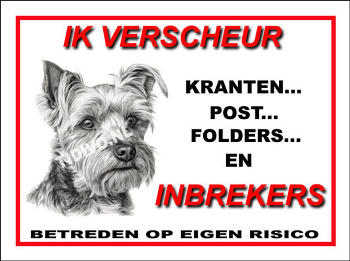 Biewer Terrier 8