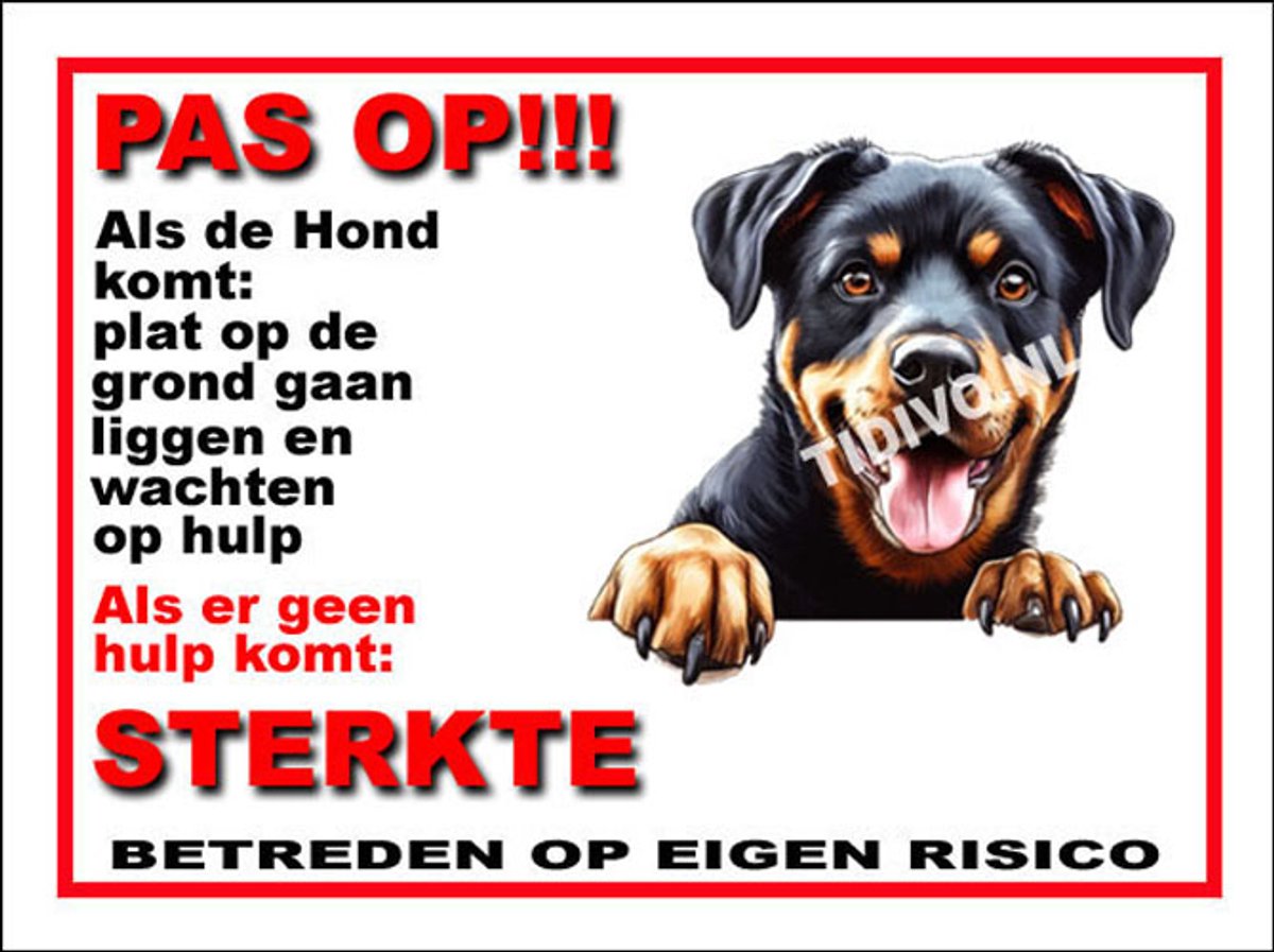 Beauceron 12