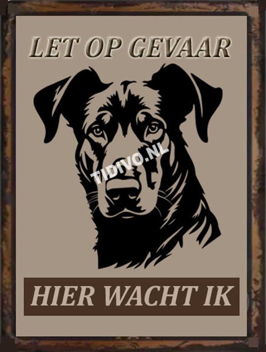 Beauceron 18