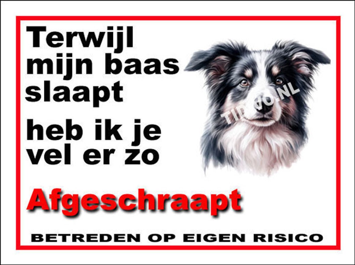 Border Collie 15
