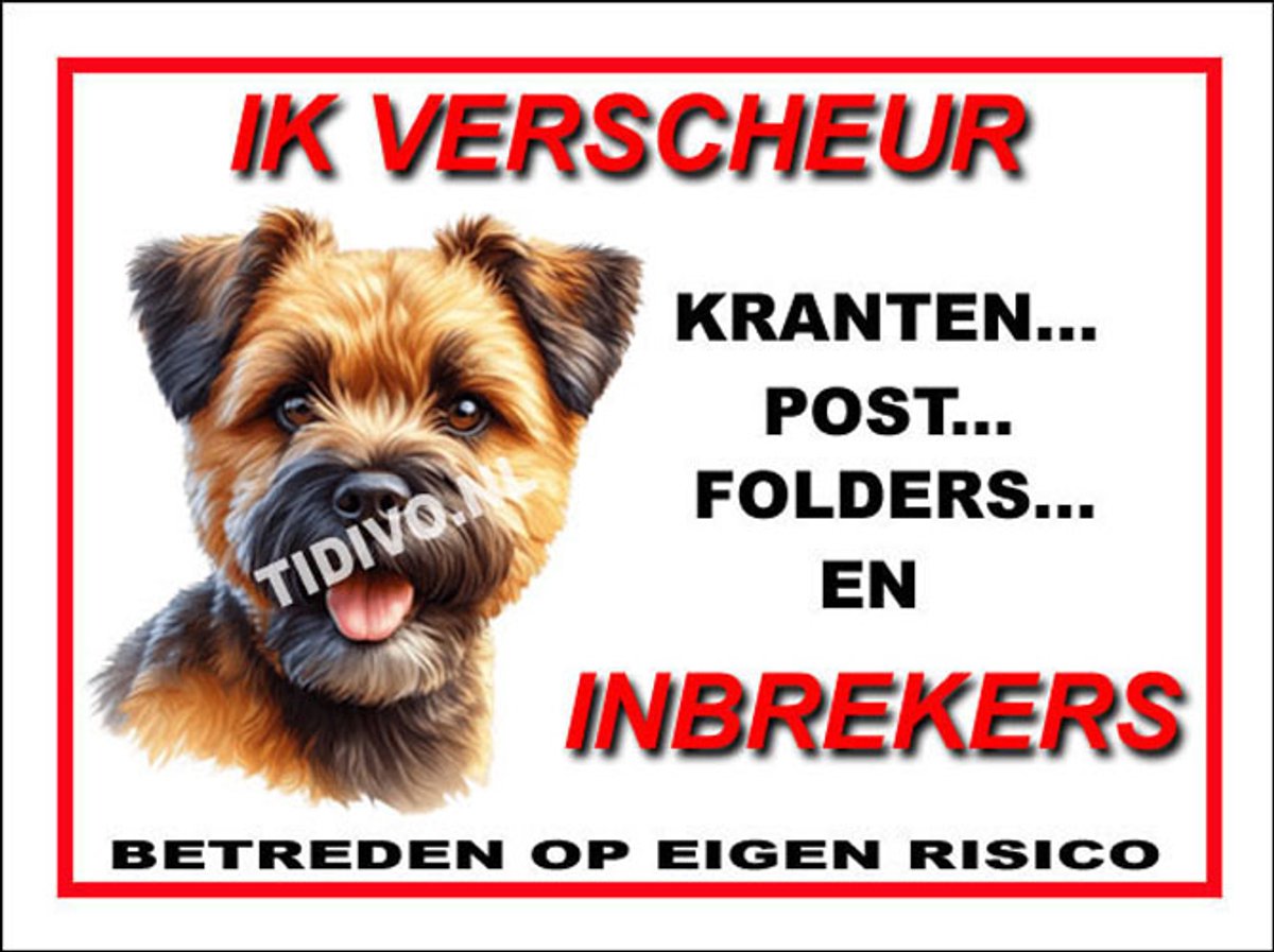 Border Terrier 8