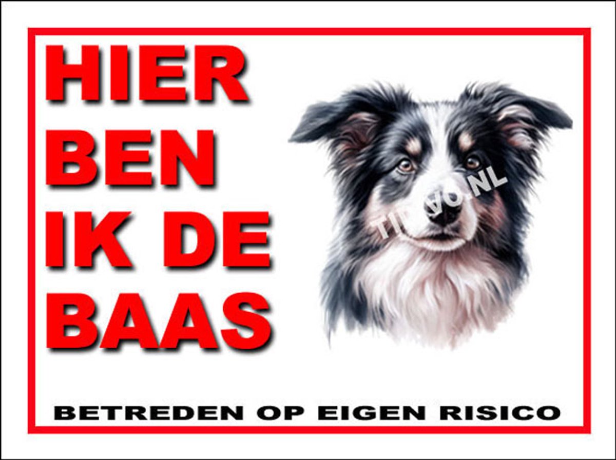 Border Collie 2