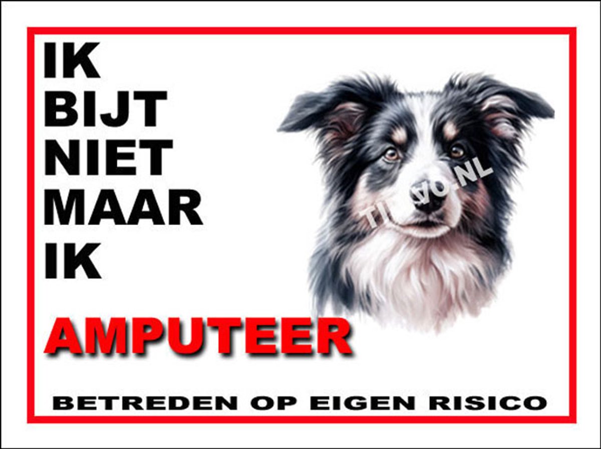 Border Collie 5