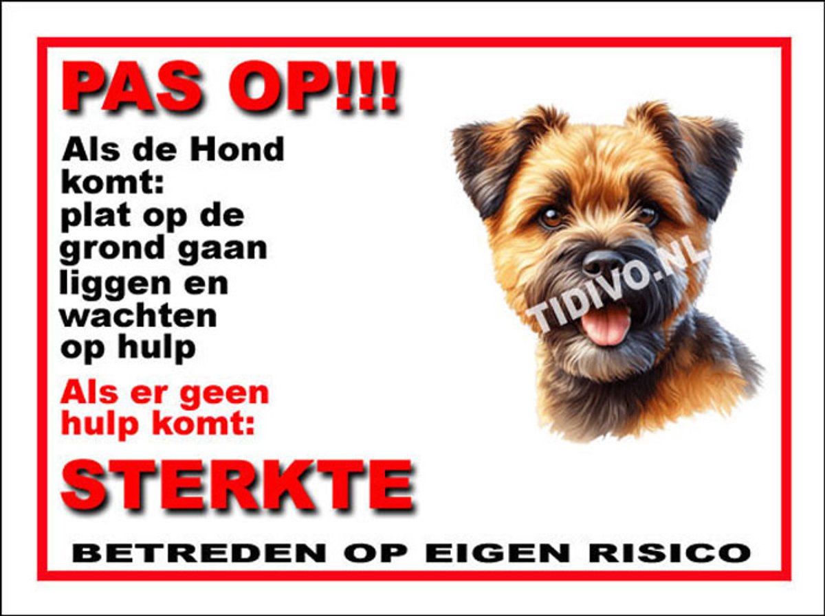 Border Terrier 12
