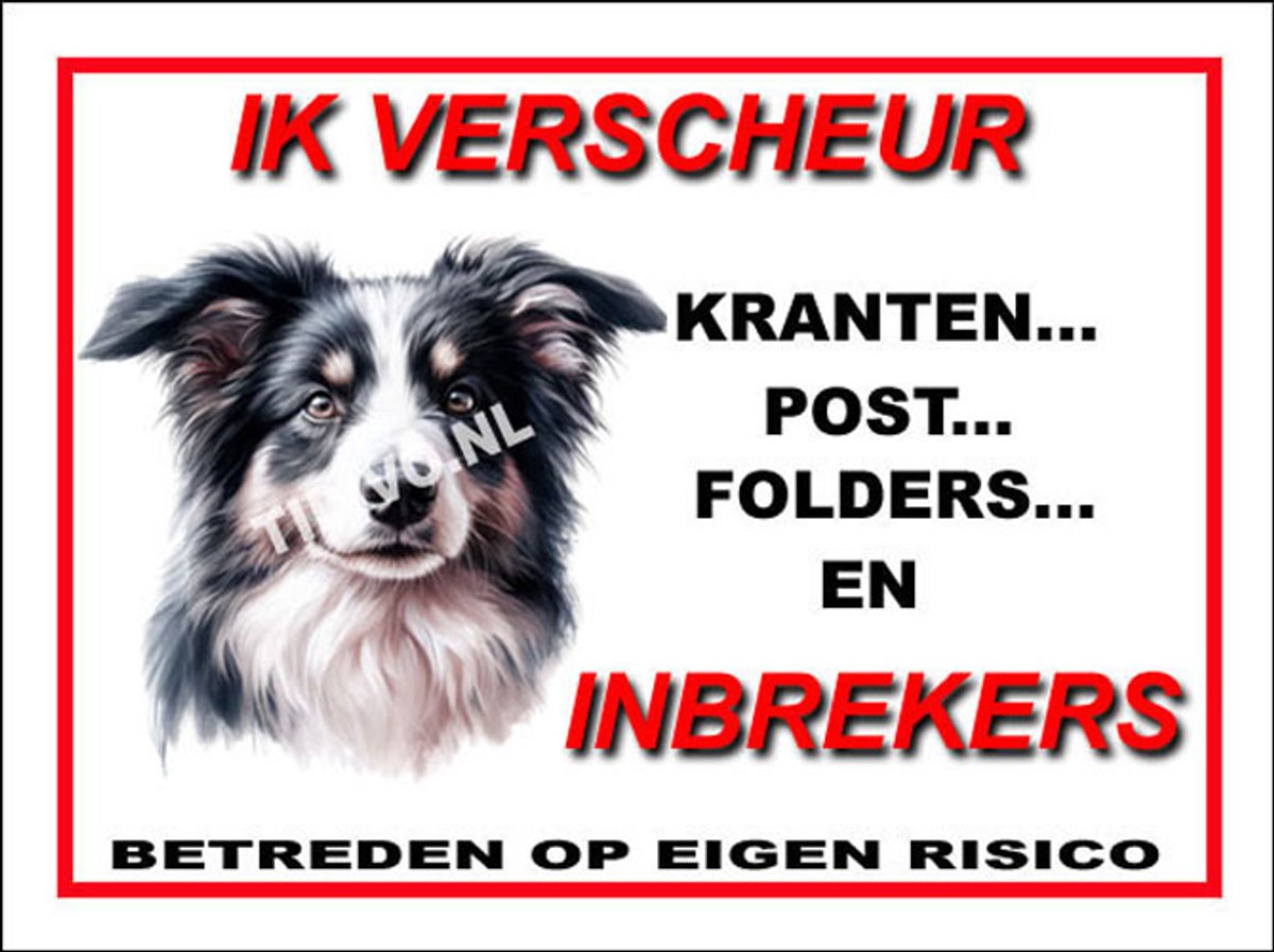 Border Collie 8