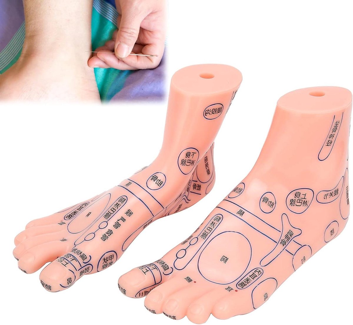 1 paar menselijke voeten acupunctuur model - linkervoet en rechtervoet met massagepunten