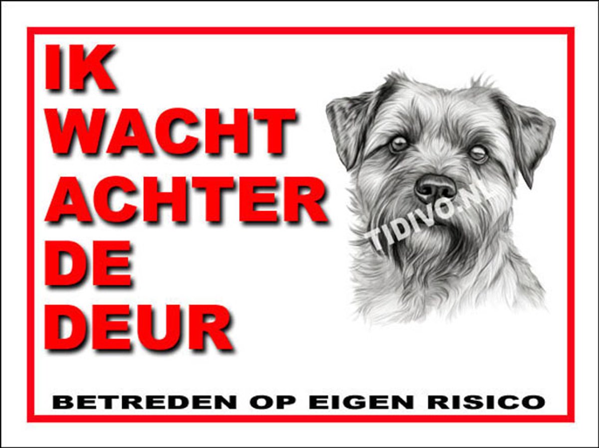Norfolk Terrier 10