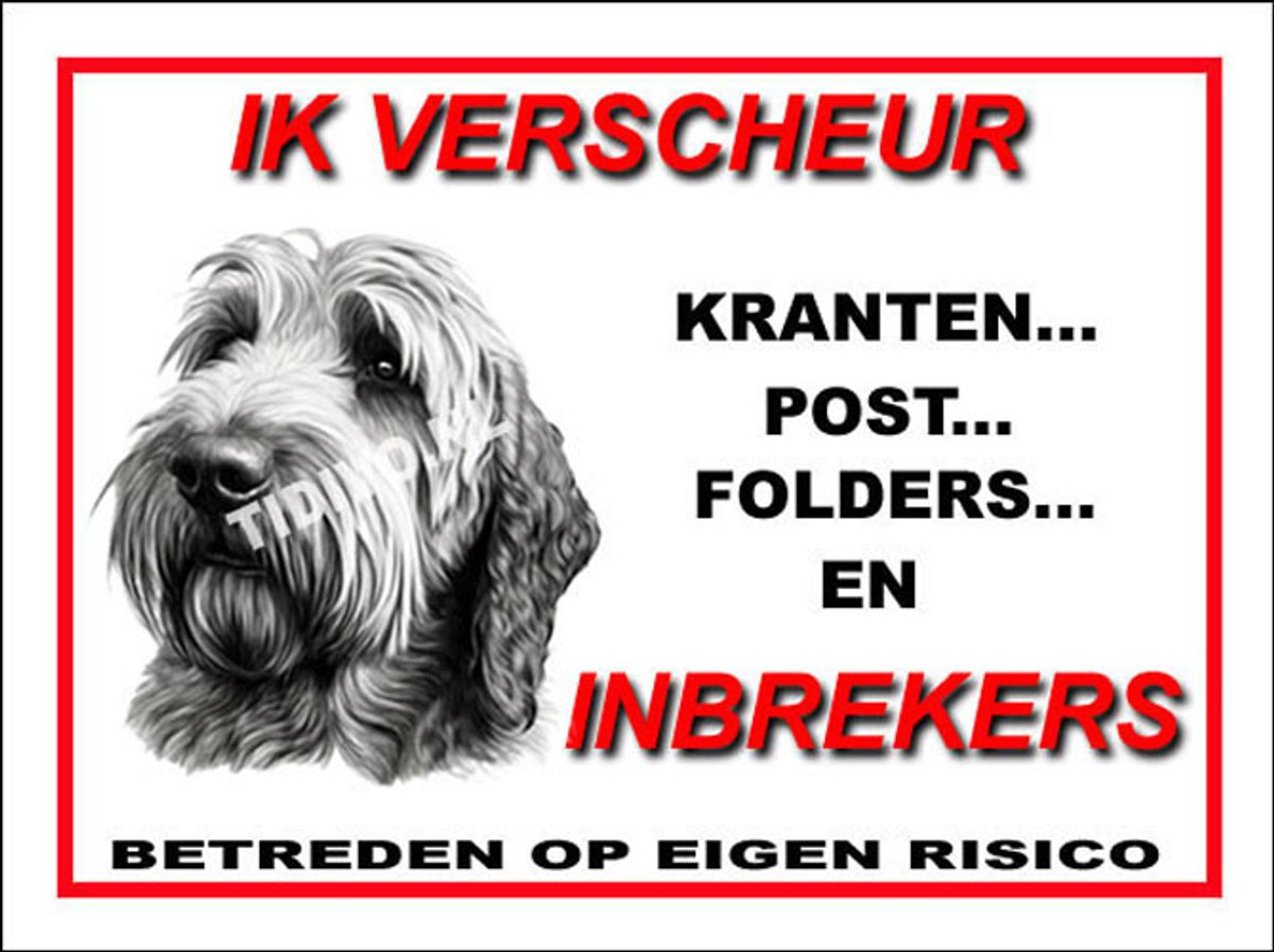 Otterhound 8
