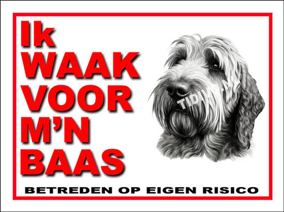 Otterhound 9