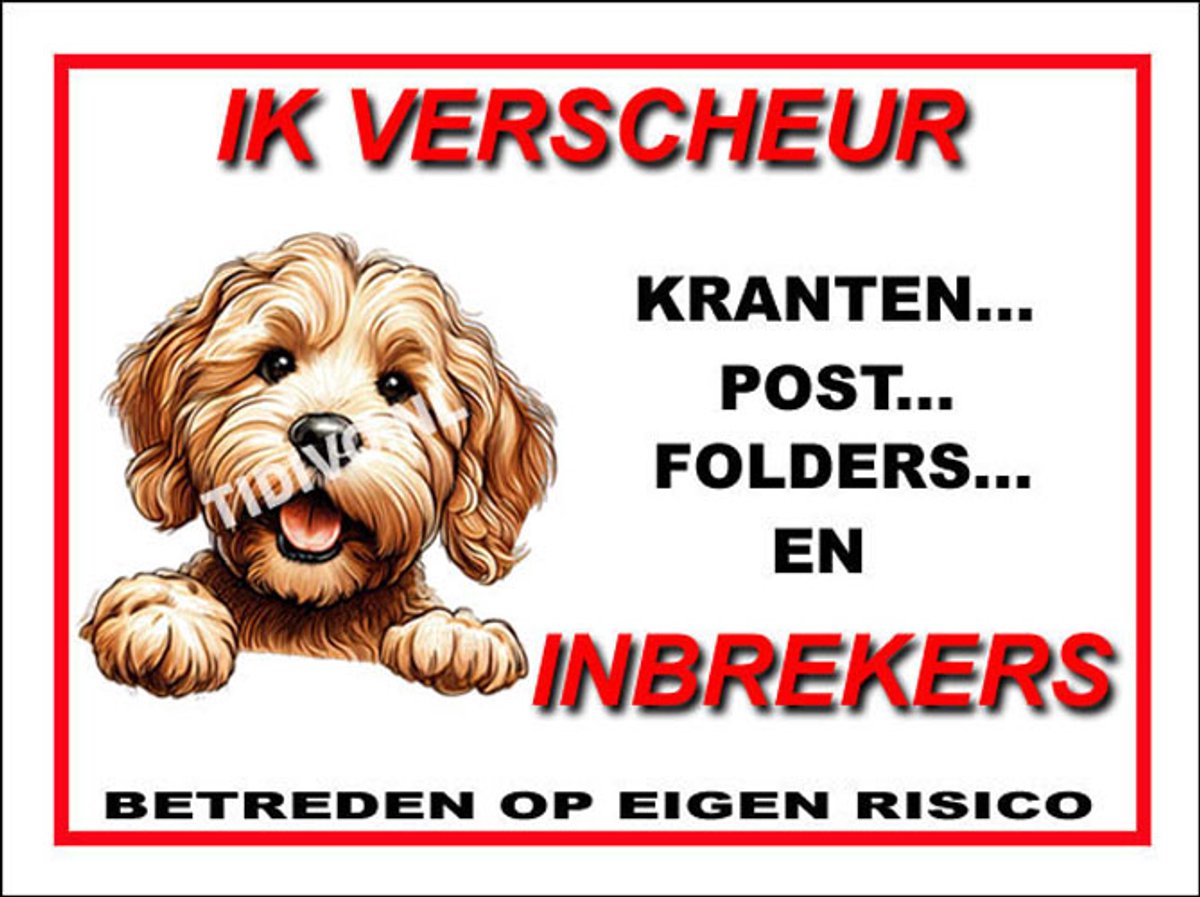 Labradoodle 8
