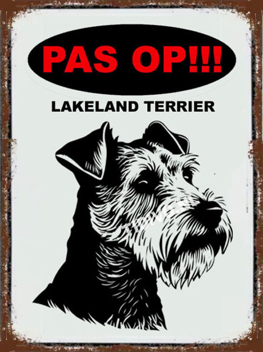 Lakeland Terrier 17