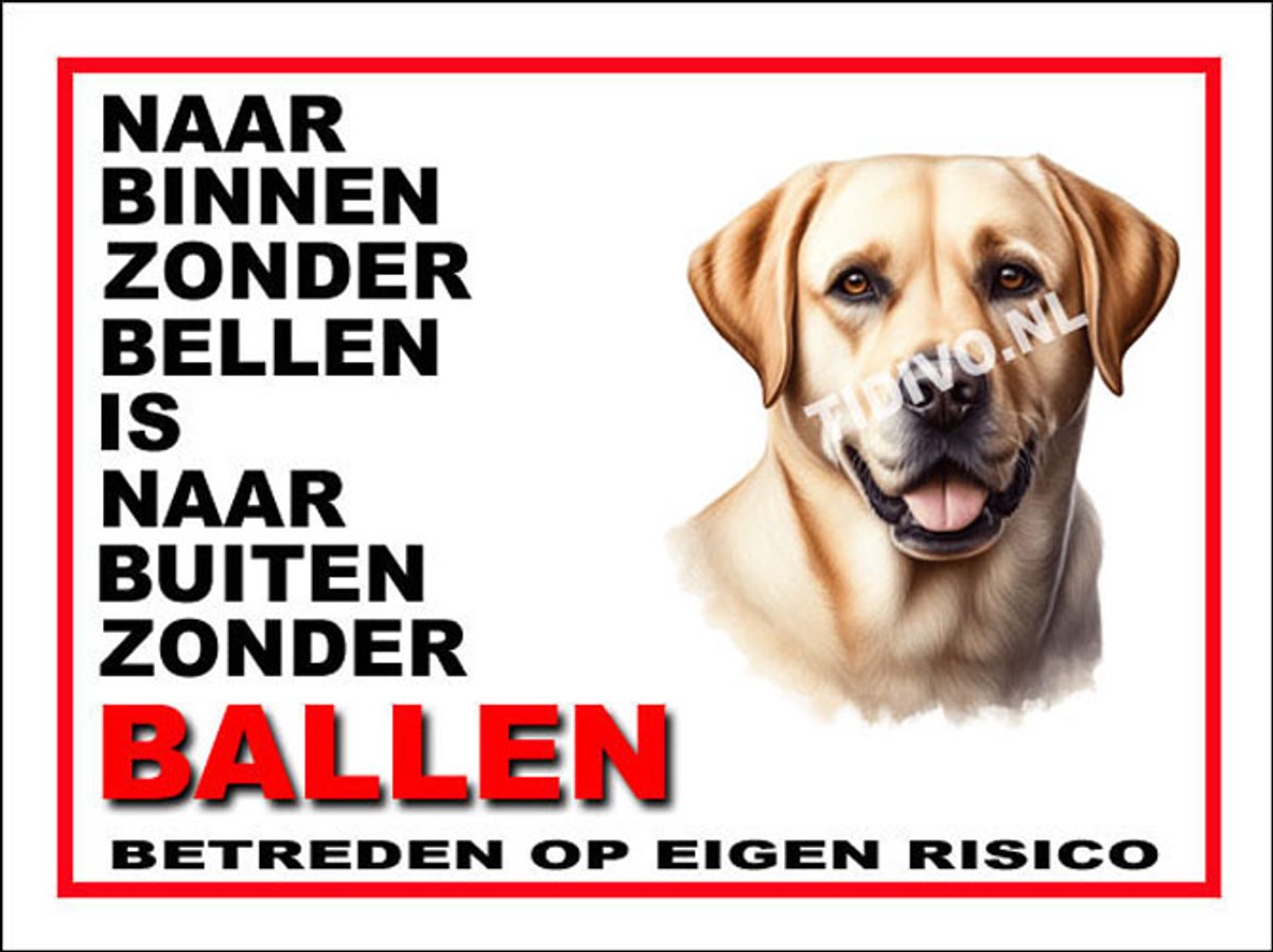 Labrador Retriever 11