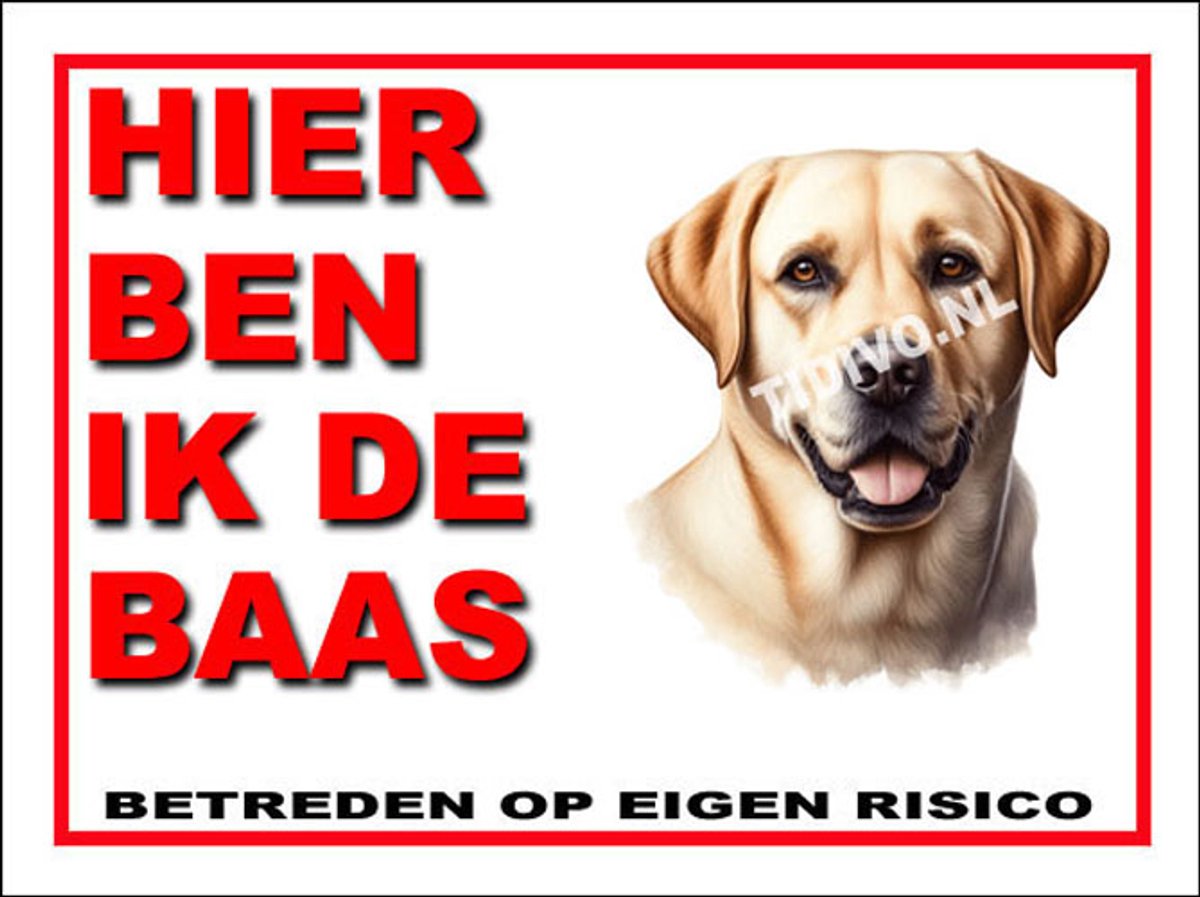 Labrador Retriever 2