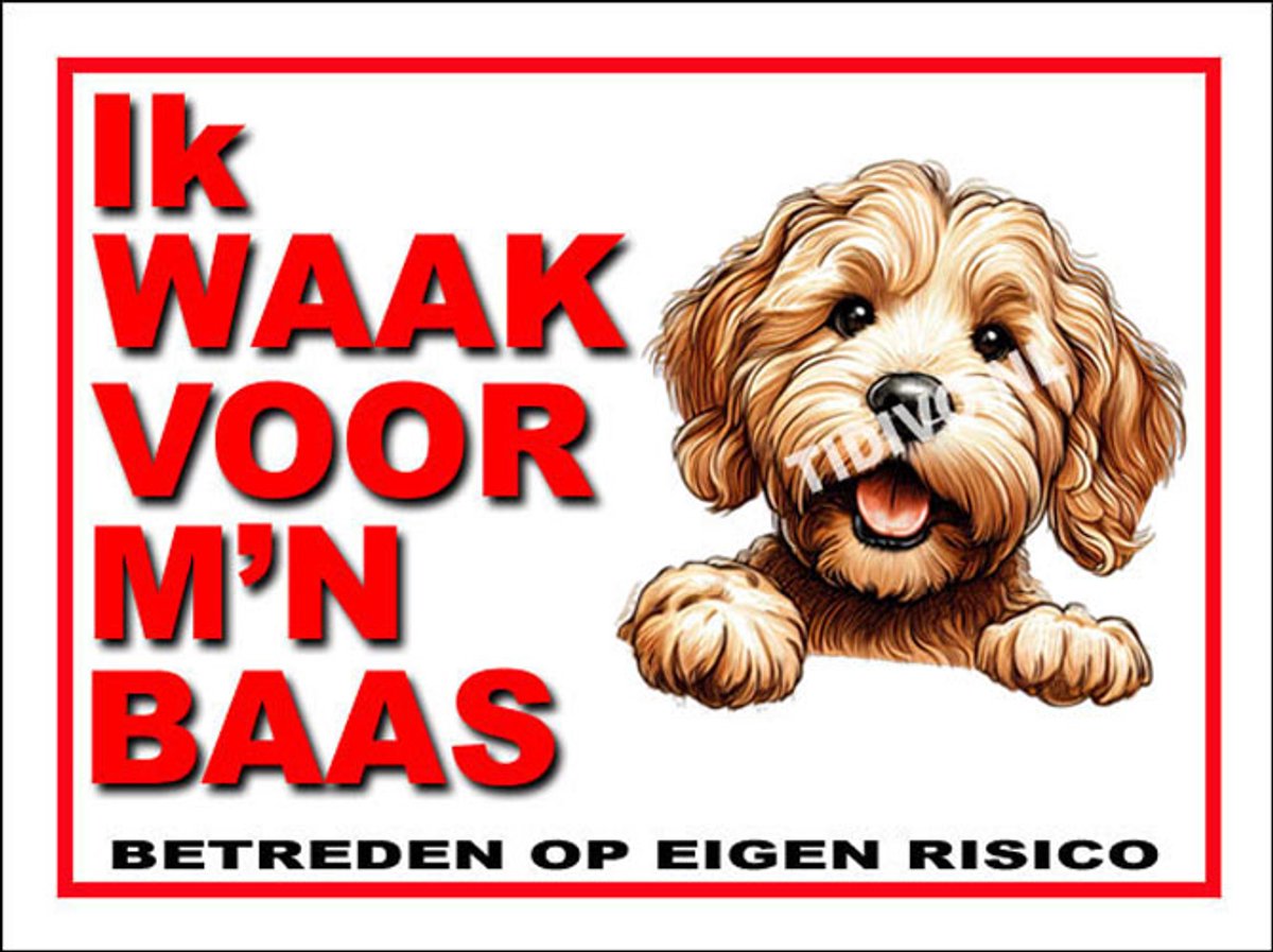Labradoodle 9