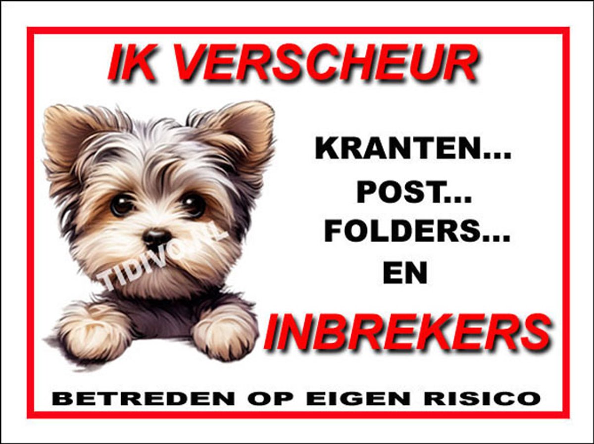 Morkie 9