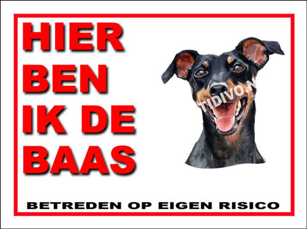 Manchester Terrier 2