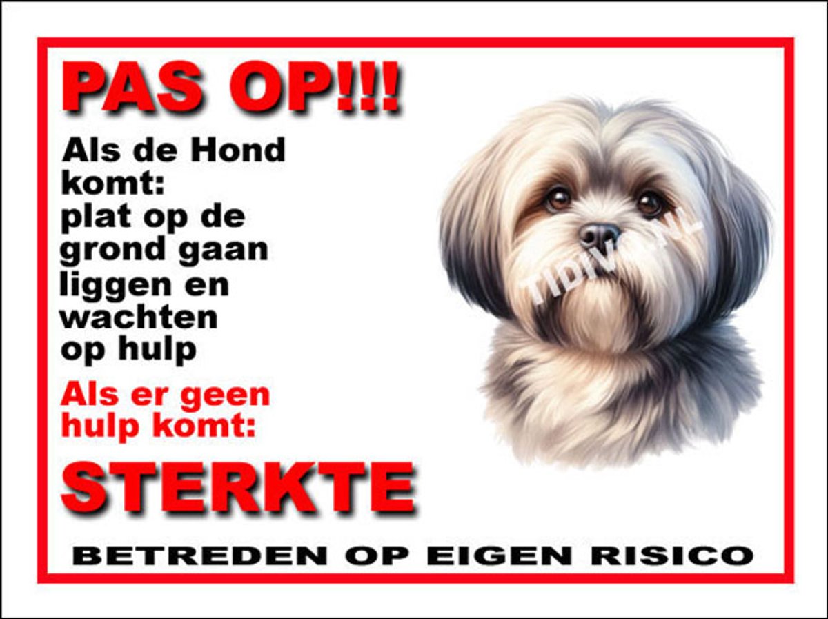 Lhasa Apso 12