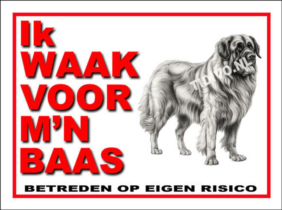 Leonberger 9