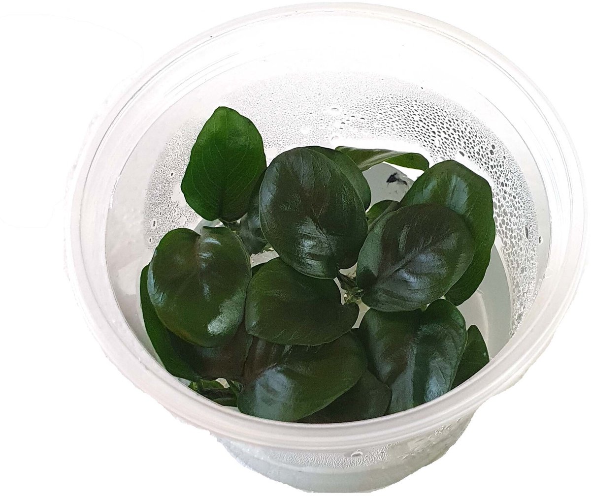 Moerings Anubias nangi | In vitro cup Waterplant