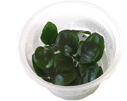 Moerings Anubias nangi | In vitro cup Waterplant