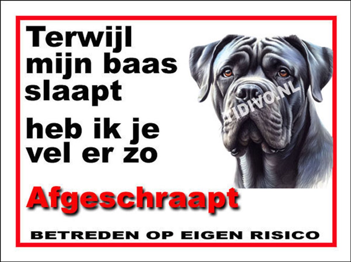 Cane Corso 15