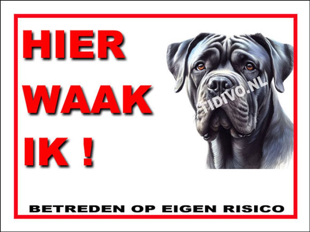 Cane Corso 3