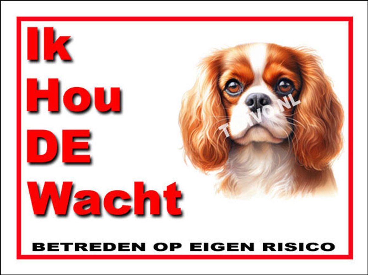 Cavalier King Charles Spaniël 7