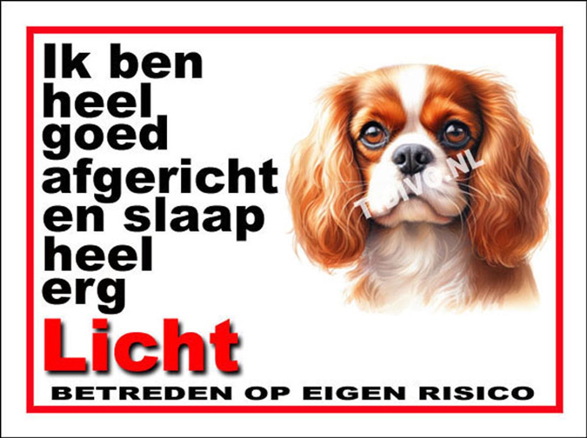 Cavalier King Charles Spaniël 4