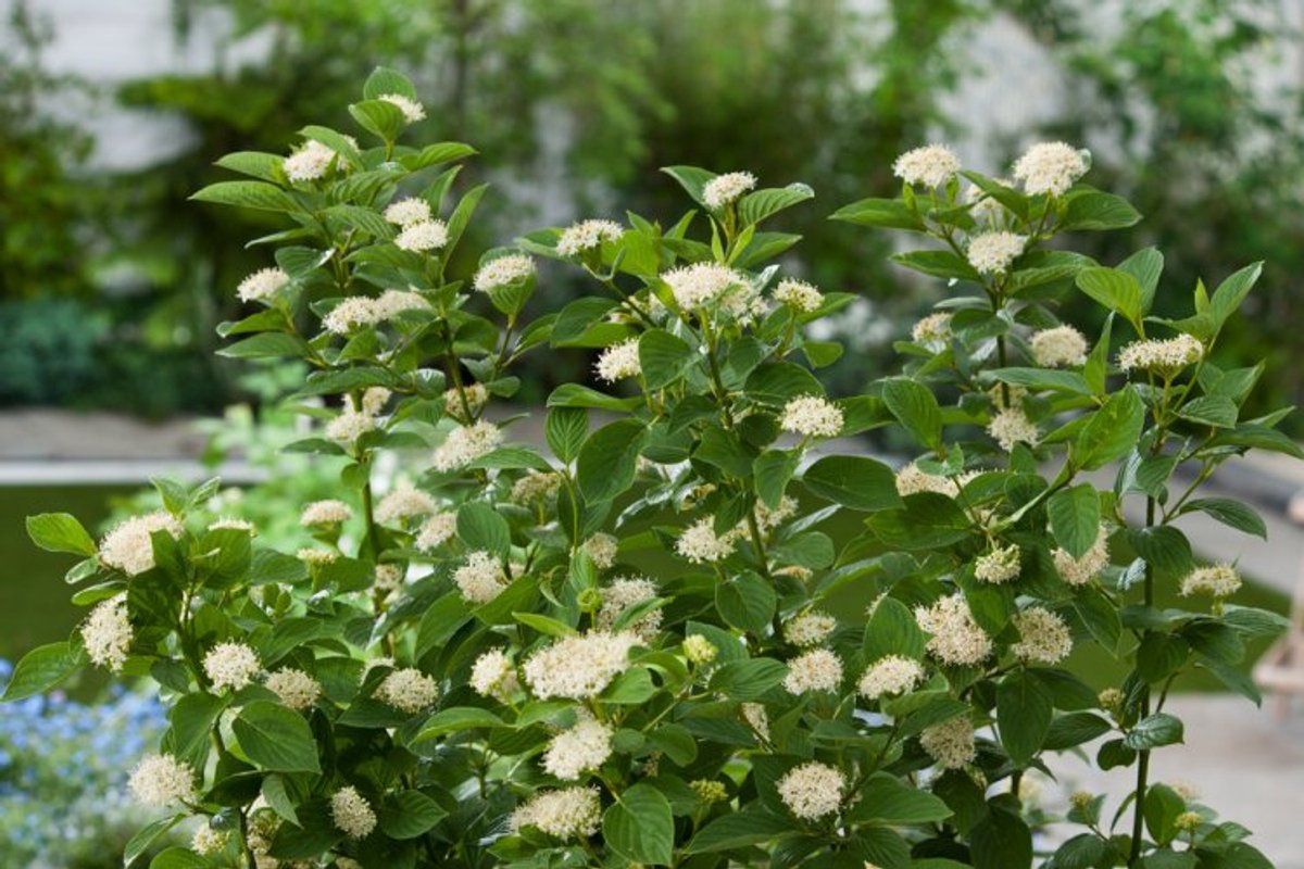 Plants Online - Tuinplanten - Heesters - Set van 1 - Cornus sericea 'Flaviramea' - 5 liter pot - Plant 60-80 cm