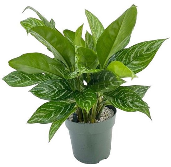 Aglaonema Stripes kopen