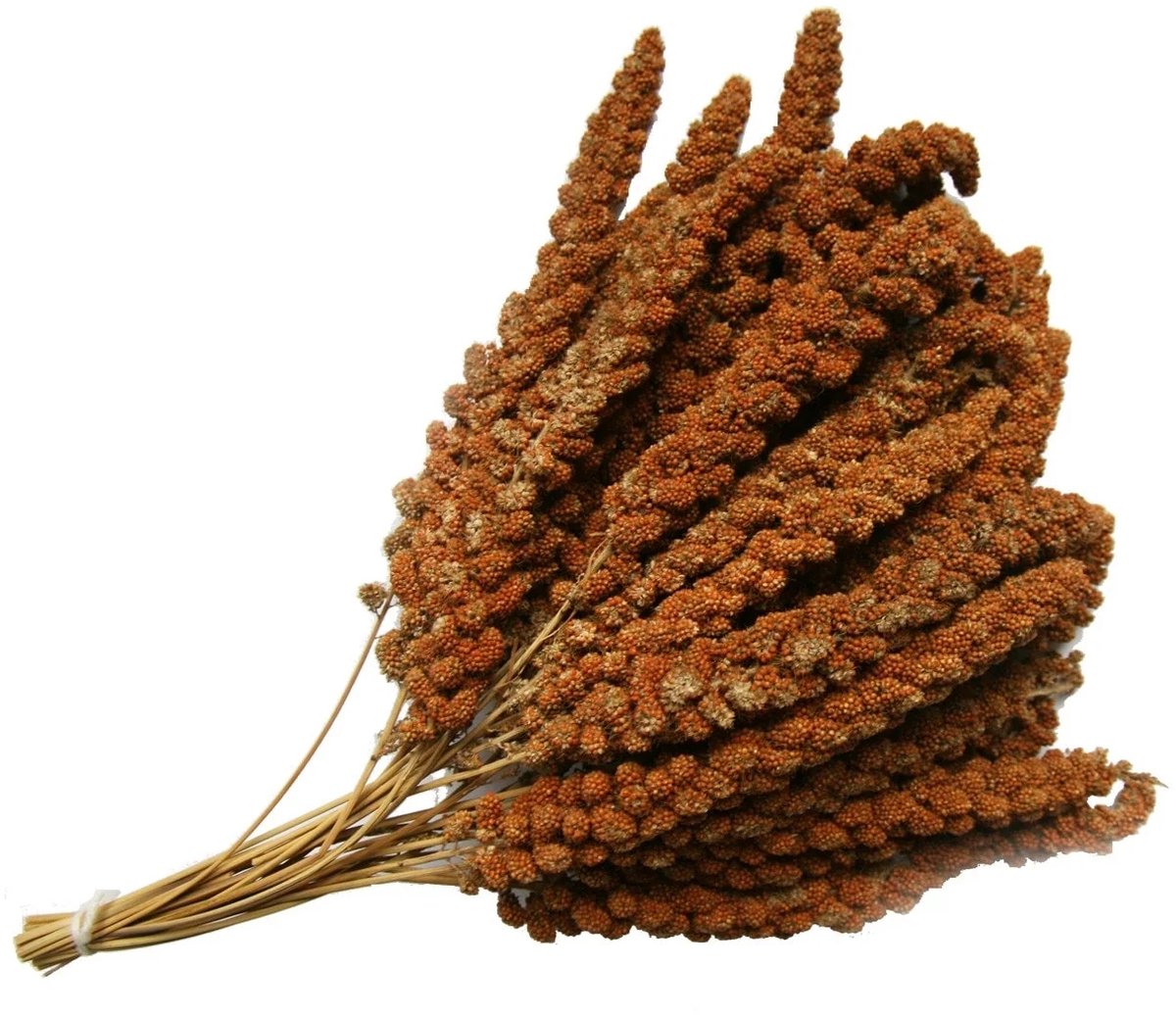 Trosgierst franse rood 1kg