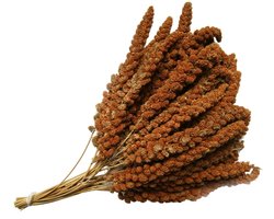 Trosgierst franse rood 1kg