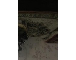 het meisje dat kerst vierd