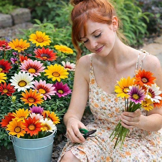 Gazania zaden - Gazania Sunshine Hybrids gemengd