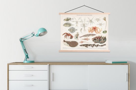Affiche scolaire - Animaux aquatiques marins - Vintage - Illustration - 60x45 cm - Lattes vierges