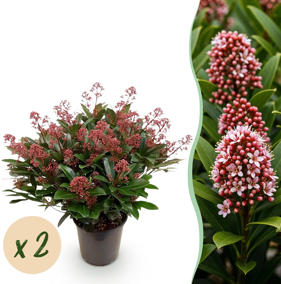 Plantenboetiek.nl | Skimmia japonica Rubella - Bloem Rood - 40+ Bloemen - 2 Plant - Winterhard - Ø19cm - 50-60cm hoog - Tuinplant