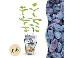 Plantenboetiek.nl | Honingbes - Lonicera caerulea Kamtschatica - Winterhard - 6 Planten - Ø9cm - 15-25cm hoog - Tuinplant