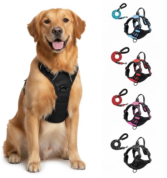 Golden retriever joyeux assis avec un harnais noir. À droite, quatre ensembles de harnais et de laisses en bleu, rouge, rose et noir