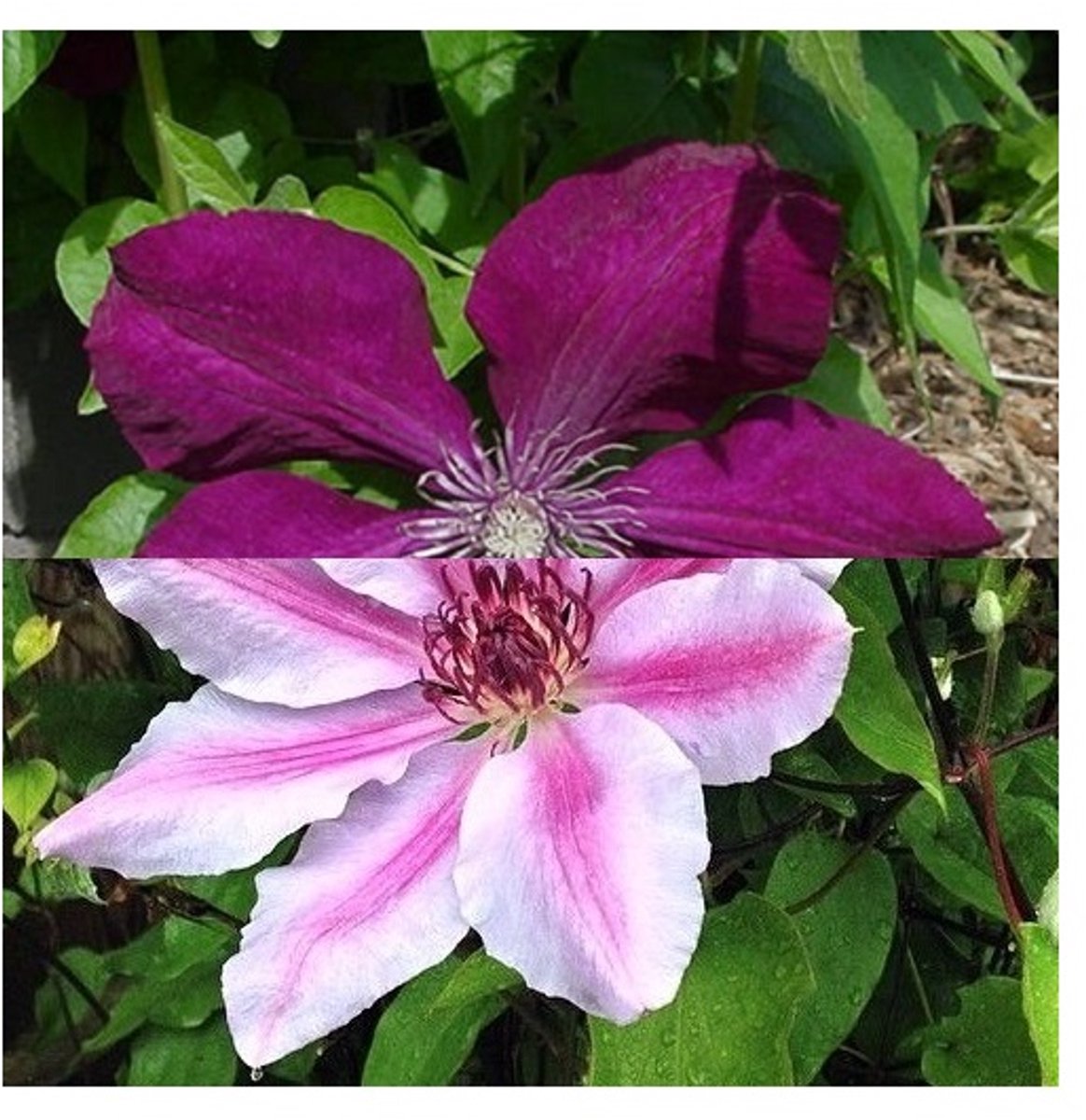 2 x Clematis klimplanten: Clematis Rouge Cardinal & Clematis Nelly Moser - Rood en Roze bloeiend, Meerjarig en Winterhard | 2 x 1,5 liter pot