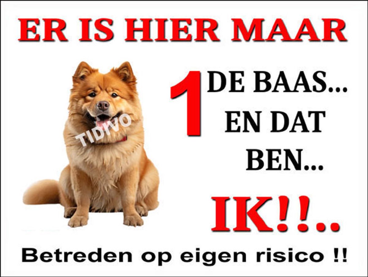 Chow Chow 26