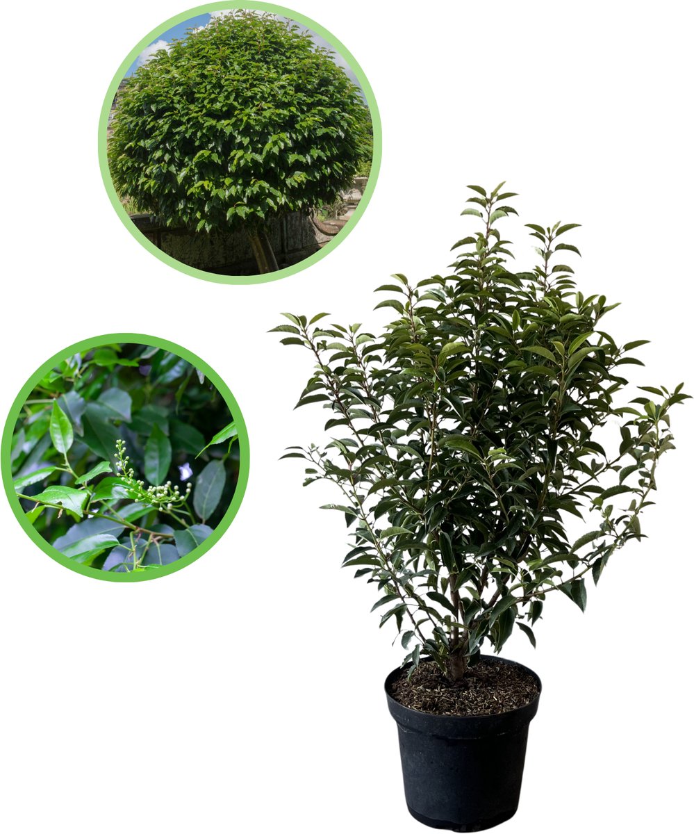 Portugese Laurier 60-80 cm (in pot) - Prunus lusitanica 'Angustifolia' - Ø26 cm - het hele jaar door groen - gehele jaar blikdicht - mooi kreukelend blad