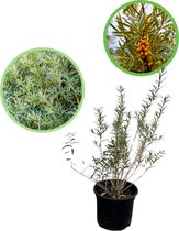 Duindoorn (Hippophae rhamnoides) 40-60 cm In pot - inheemse plant - natuurlijke bescherming dankzij doorns - eetbare oranje bessen