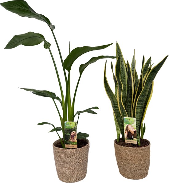 Strelitzia Nicolai & Sansevieria Laurentii with Natural Basket, pot maat Ø17, 70-90cm hoogte, siermand, air purifying, kamerplanten, Inclusief mand, easy to care for, echte planten, geweldig cadeau-idee, great gift idea