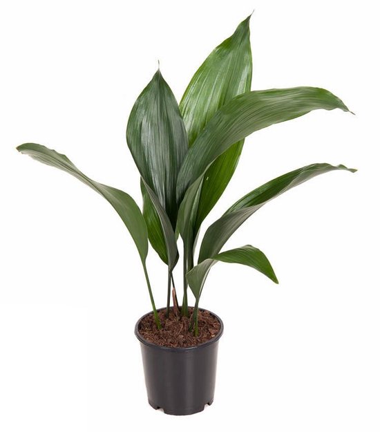 Kamerplant schaduw Aspidistra Elatior - ca. 50 cm hoge Slagersplant Ø13cm