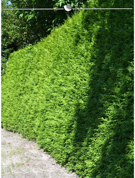 Westerse Levensboom Thuja Brabant 80-100 cm in Pot, 20x Haagplant