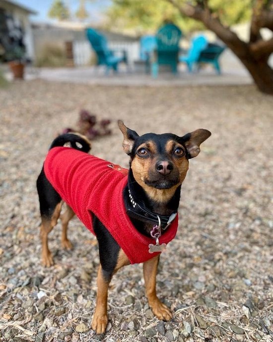 Kleine zwarte en bruine hond met rode fleece jas op een kiezelpad.