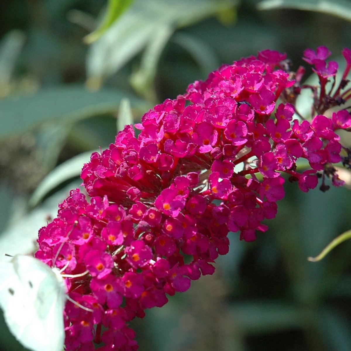 Buddleja Vlinderstruik 'Davidii Royal Red' - Rood-paars, Meerjarig en Winterhard - Vlinderplant / Vlinderstruiken - Aantrekkelijk voor de Vlinder | 2 liter pot