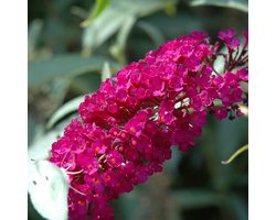 Buddleja Vlinderstruik 'Davidii Royal Red' - Rood-paars, Meerjarig en Winterhard - Vlinderplant / Vlinderstruiken - Aantrekkelijk voor de Vlinder | 2 liter pot