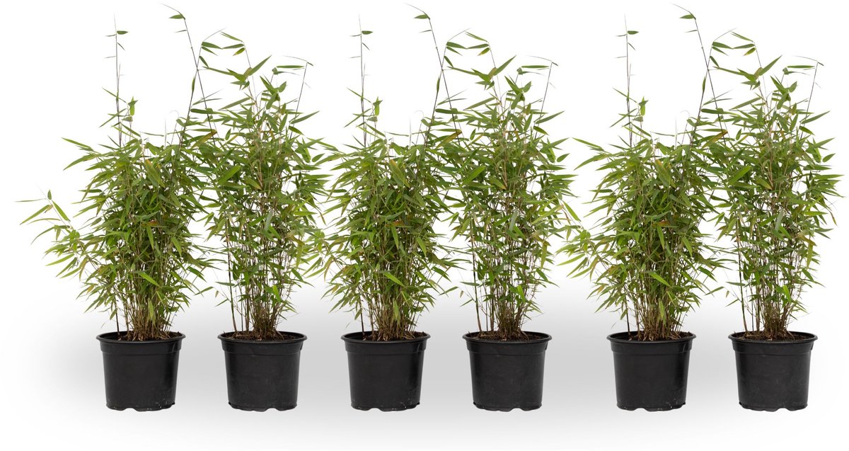 Plant in a Box - Fargesia nitida 'Red Dragon' - Set van 6 - Niet woekerende bamboe met rode stelen - Winterhard en groenblijvend - Pot 17cm - Hoogte 50-70cm